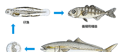魚類科例、ブリの親魚より採卵、稚魚を経て養殖用種苗の開発