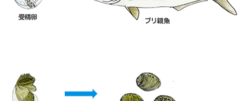 介藻(かいそう)類科例、アワビ親貝より採卵、幼生を経て放流用種苗の開発