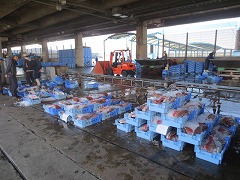 松浦魚市場見学の様子２