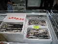 松浦魚市場で水揚げされた鮮魚