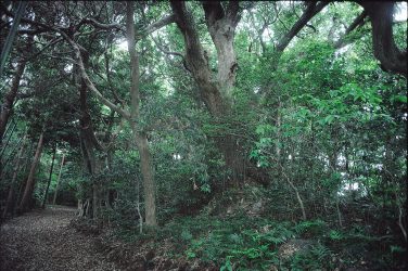 壱岐白沙八幡神社社叢