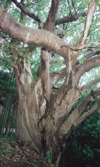 壱岐渡良のあこう