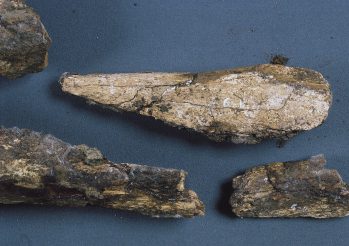 壱岐産ステゴドン象化石