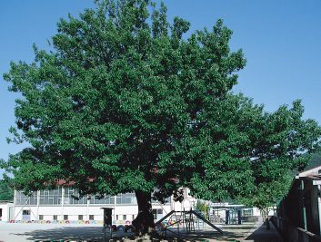 森山西小学校のアベマキ