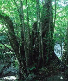 富川のかつら