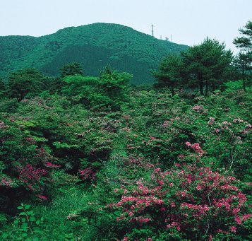 池ノ原みやまきりしま群落