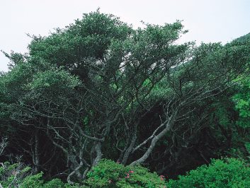 野岳いぬつげ群落