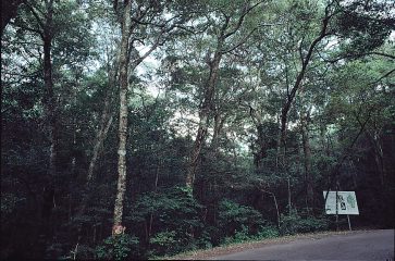 大村のイチイガシ天然林
