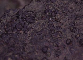 小佐々野島の淡水貝化石含有層
