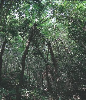 島山島のヘゴ自生地