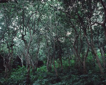 久賀島のツバキ原始林