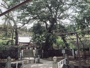 藤山神社の大フジ