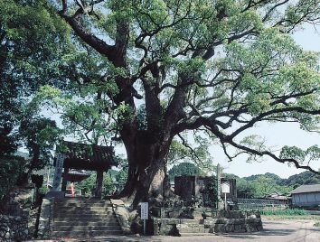 東漸寺の大クス