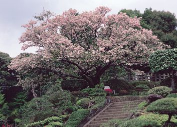 西光寺のオオムラザクラ