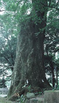 熊野神社の大楠