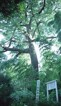 熊野神社の大椋