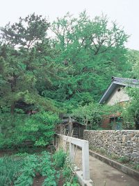 六御前神社のイチョウ