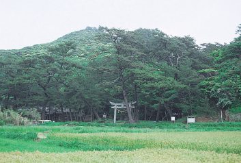 対馬海神神社の社叢