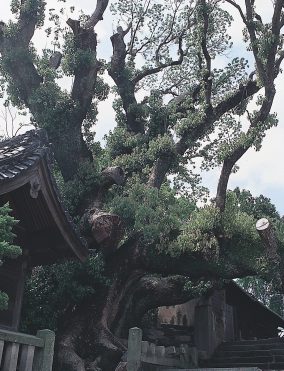 大徳寺の大クス