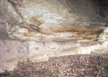 茂木植物化石層