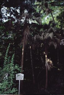 平戸口のビロウ自生地