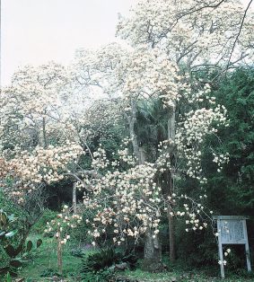 海寺跡のハクモクレン