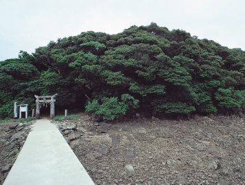 平戸の沖の島樹叢