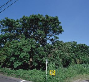 深江町諏訪神社の社叢