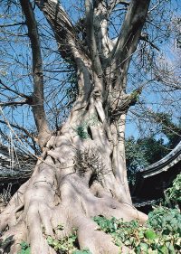 鷹島町住吉神社のアコウ