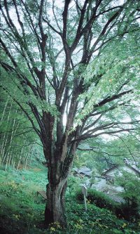 福寿寺のイロハモミジ