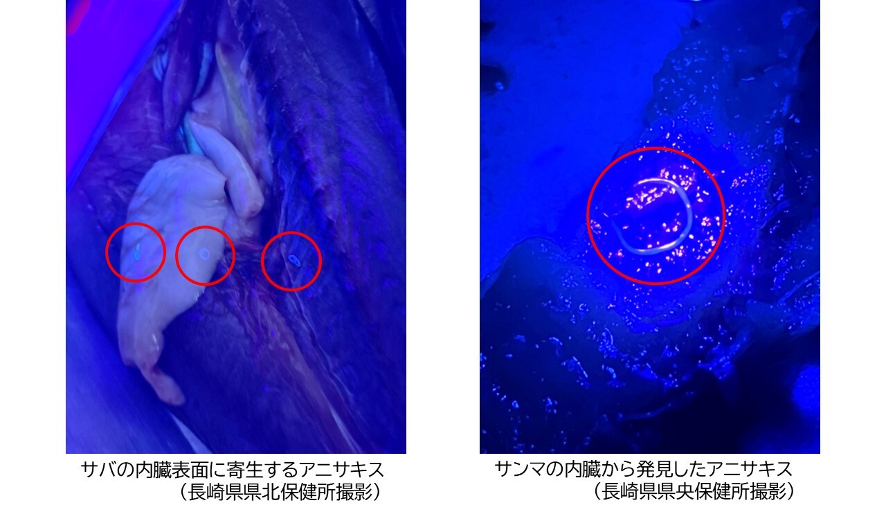 アニサキス写真.JPG