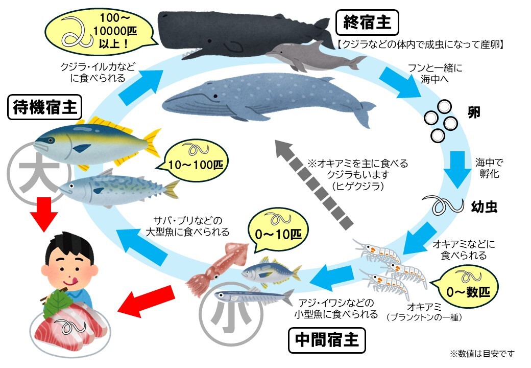 アニサキス生活環.JPG