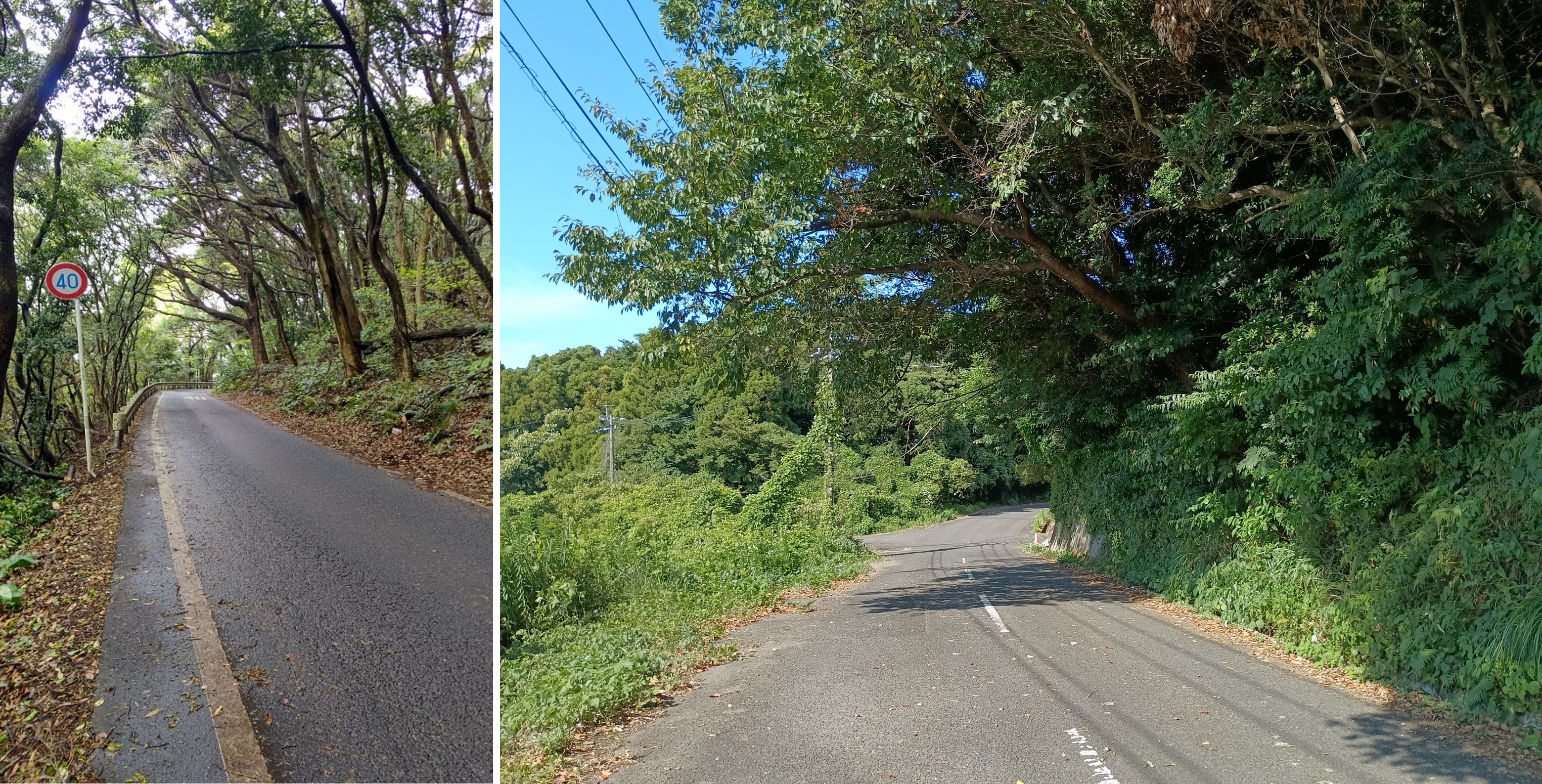 繁茂写真.png