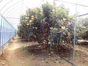 令和5年度に新設した、寒害被害防止のための簡易ハウス A.jpg