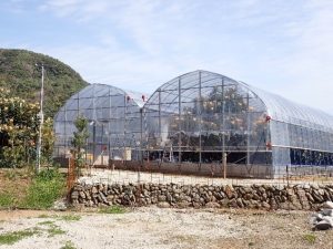 令和5年度に新設した、寒害被害防止のための簡易ハウス B.jpg