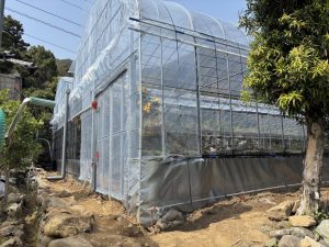 令和6年度に新設した、寒害被害防止のための簡易ハウス B.jpg