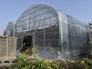 令和6年度に新設した、寒害被害防止のための簡易ハウス D.jpg