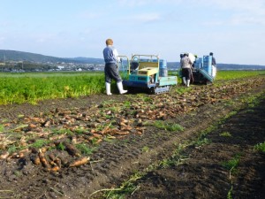 にんじん収穫