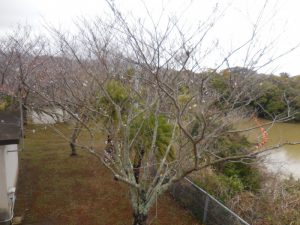 令和2年3月福江ダムに咲く桜