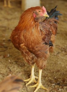 長崎対馬地どり