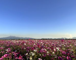 33花鳥風月