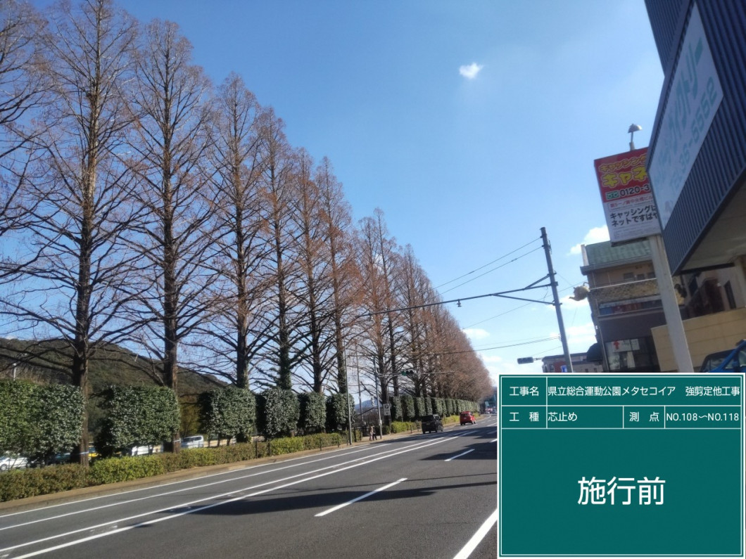 メタセコ哀剪定前