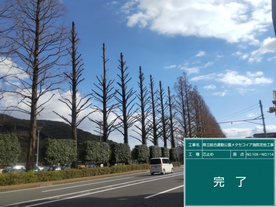 メタセコイア剪定後