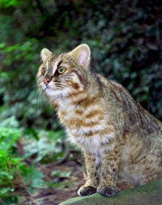 ツシマヤマネコ