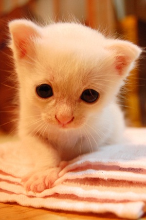 子猫の写真