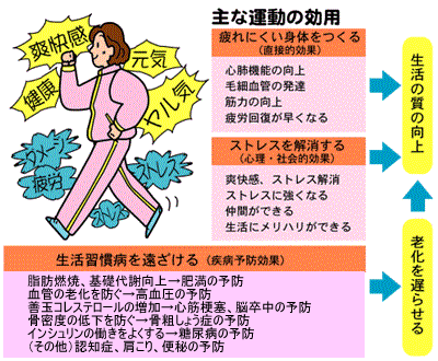 主な運動の効用として、疲れにくい身体をつくる・ストレスを解消する・生活習慣病を遠ざけることがあげられ、生活の質が向上します。