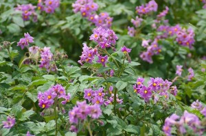 ばれいしょの花