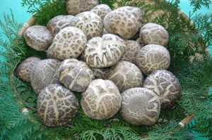 対馬の乾しいたけ