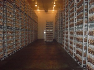 菌床しいたけ栽培施設