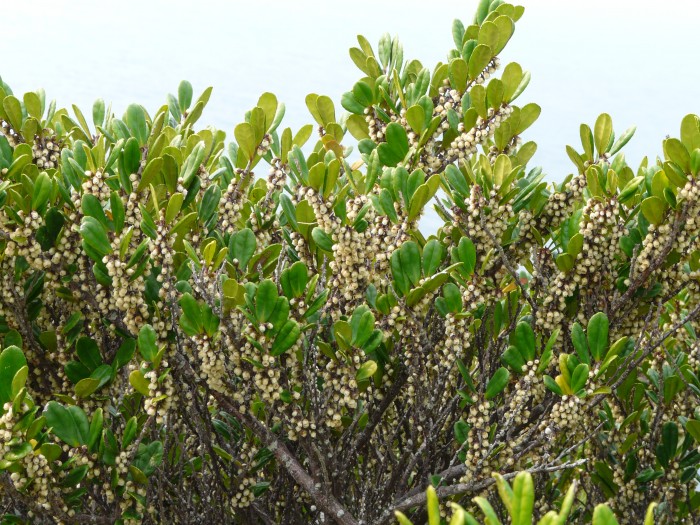 19.ﾊﾏﾋｻｶｷ